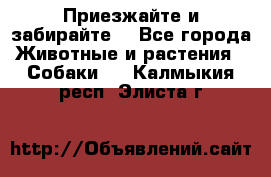 Приезжайте и забирайте. - Все города Животные и растения » Собаки   . Калмыкия респ.,Элиста г.